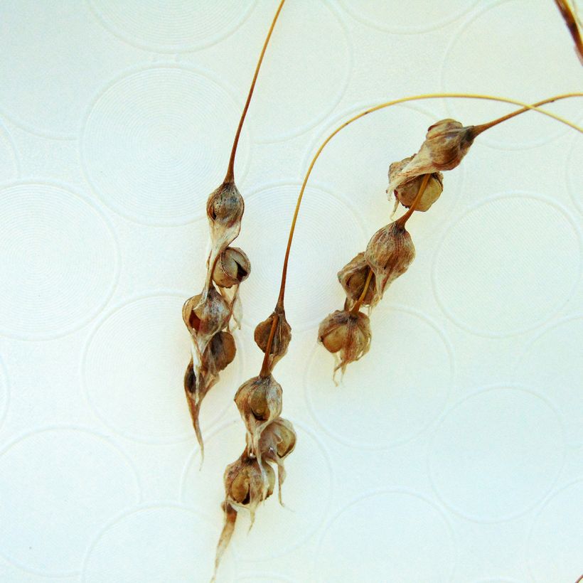 Dierama Pink Rocket - Engelenhengel (Harvest)