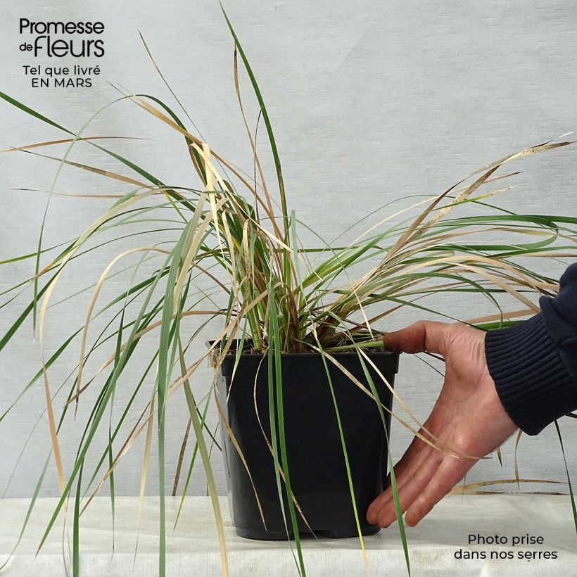 Exemplaar van Dierama Pink Rocket - Engelenhengel Pot van 2 l/3 l zoals geleverd in de lente