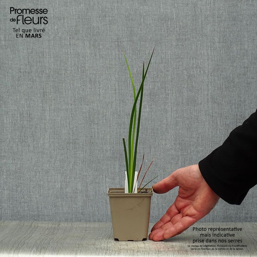 Exemplaar van Dierama trichorhizum - Engelenhengel Kweekpotje van 8/9 cm zoals geleverd in de lente