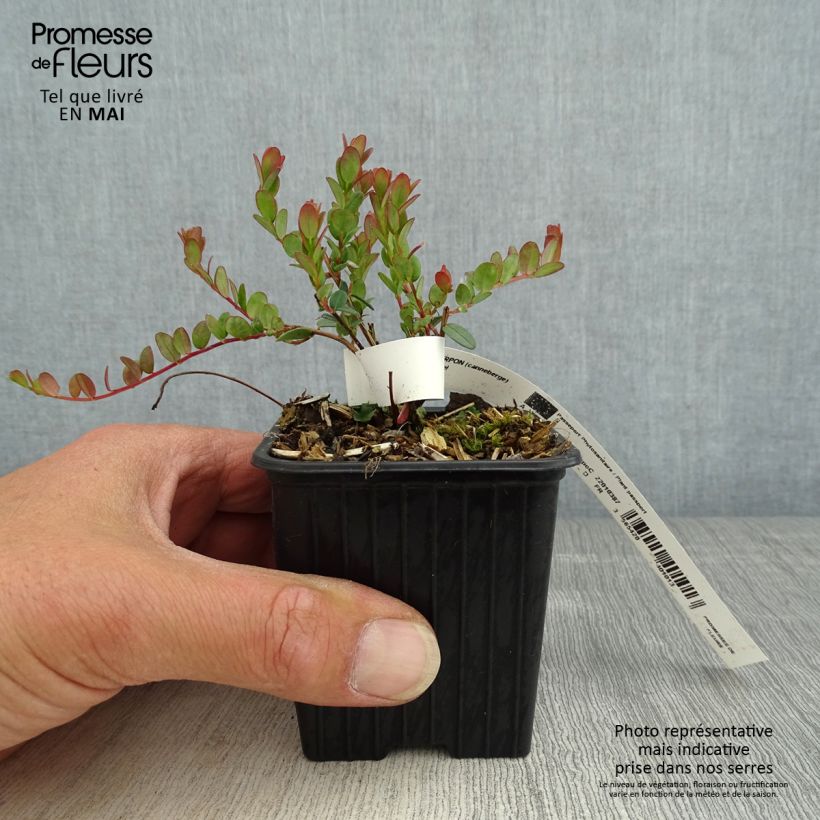 Exemplaar van Cranberry Pilgrim Kweekpotje van 8/9 cm zoals geleverd in de lente