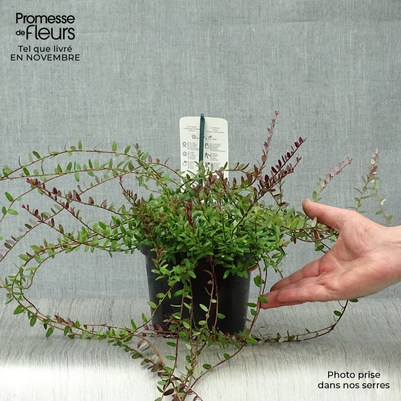Exemplaar van Cranberry Pilgrim Pot van 1,5 l/2 l, Struik zoals geleverd in de herfst