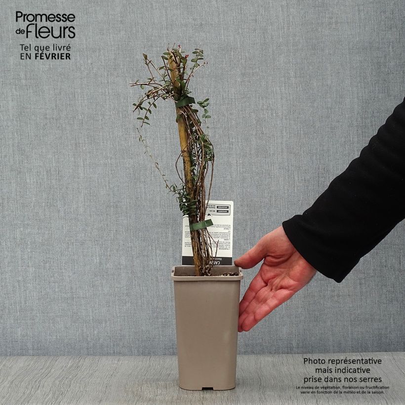 Exemplaar van Cranberry Pot van 1,5 l/2 l, Struik zoals geleverd in de winter