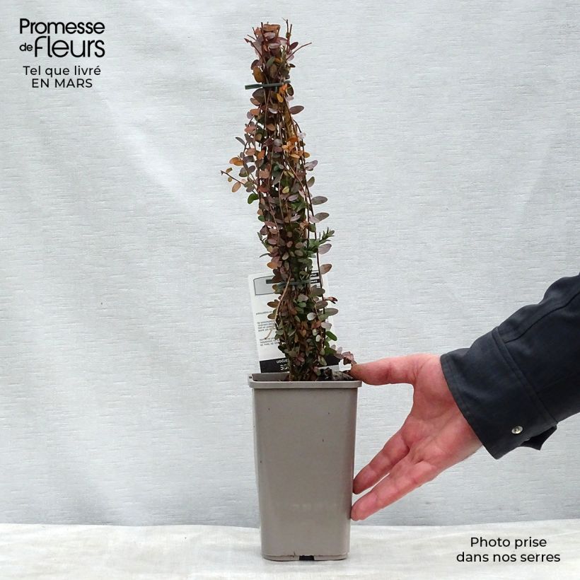 Exemplaar van Cranberry Pot van 1,5 l/2 l, Struik zoals geleverd in de lente