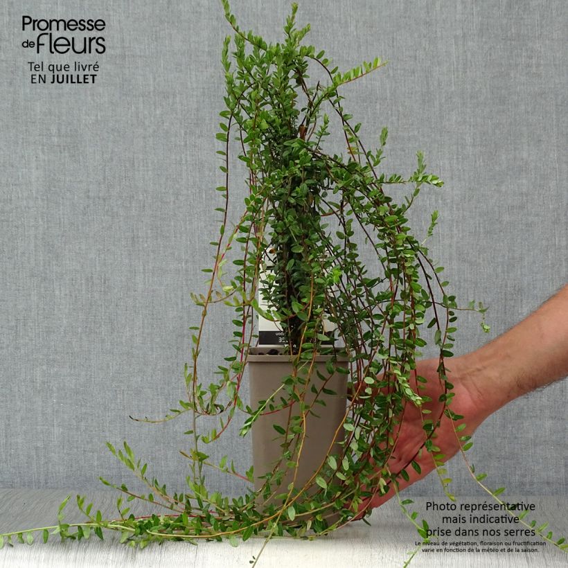 Exemplaar van Cranberry Pot van 1,5 l/2 l, Struik zoals geleverd in de zomer