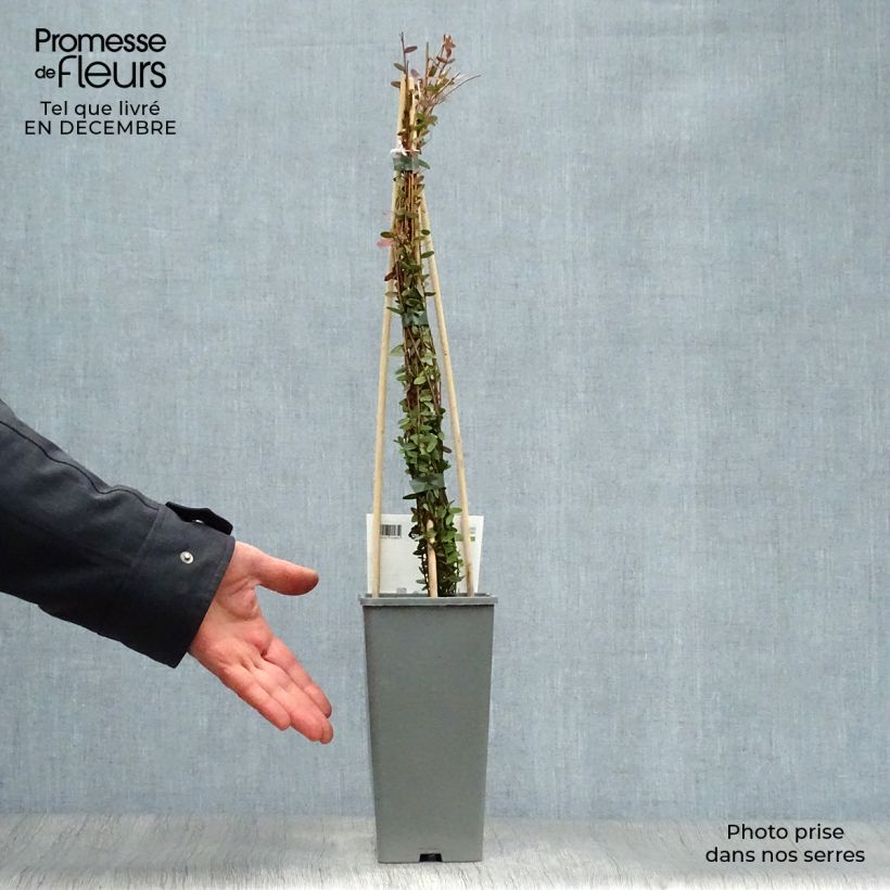 Exemplaar van Cranberry Early Black Pot van 1,5 l/2 l, Struik zoals geleverd in de winter