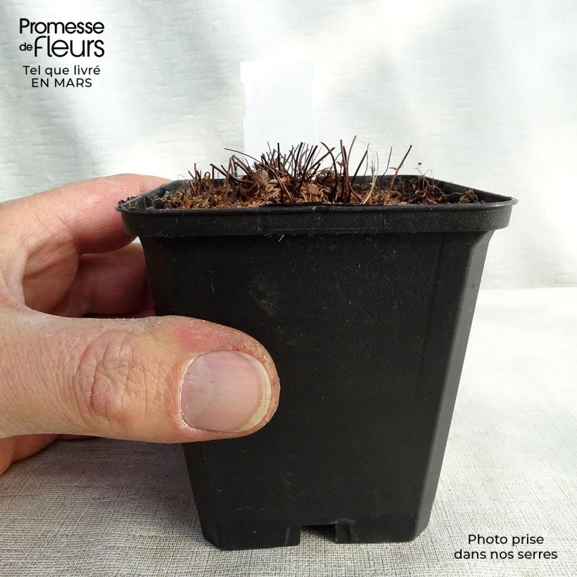 Exemplaar van Adiantum venustum - Venushaar Kweekpotje van 8/9 cm zoals geleverd in de winter