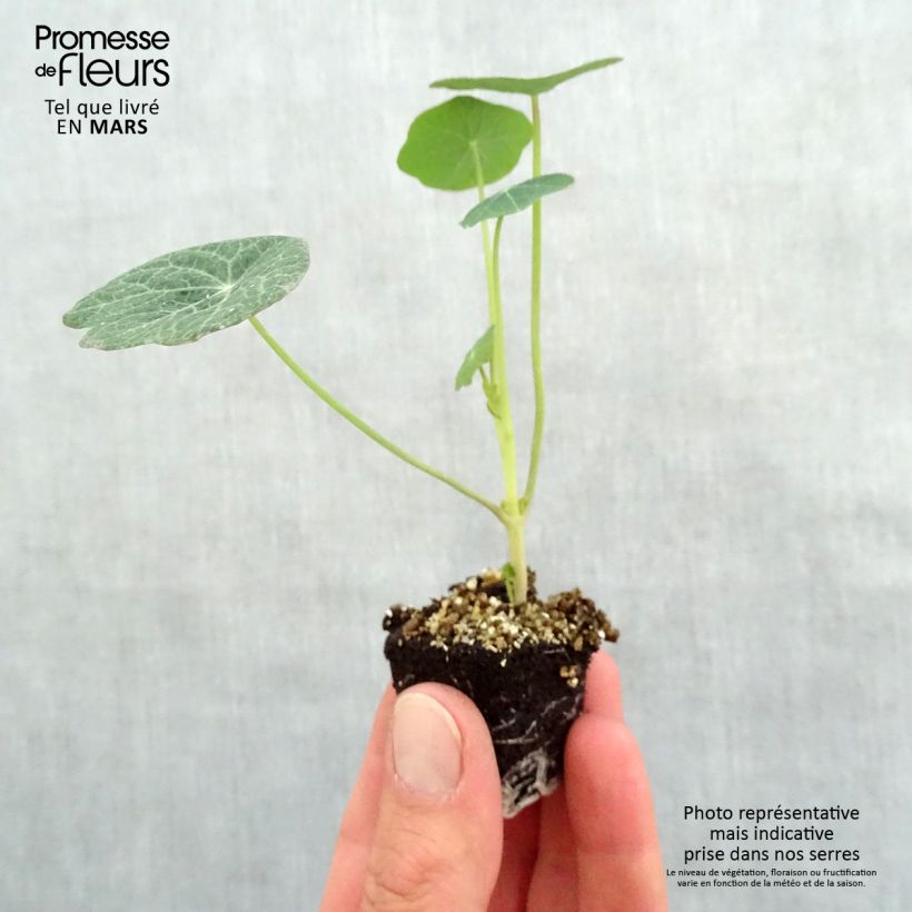 Example of Capucine Baby Orange - Tropaeolum majus Mini-mot Ø 3/4 cm as you get in printemps