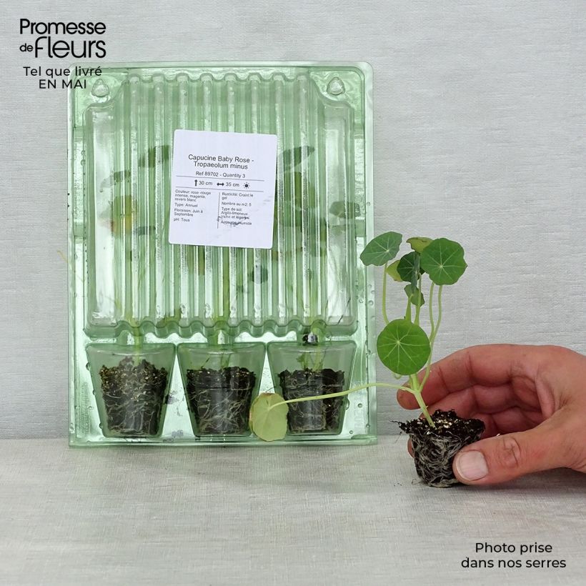 Example of Capucine Baby Rose - Tropaeolum minus Mini-mot Ø 3/4 cm as you get in printemps