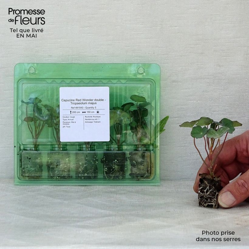 Example of Capucine Red Wonder double - Tropaeolum majus Mini-mot Ø 1,5/2,5 cm as you get in printemps