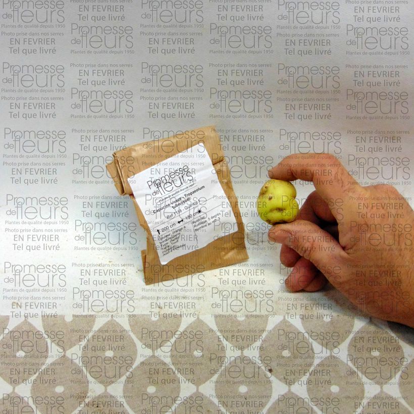 Example of Tropaeolum tuberosum - Knolcapucien Bol as you get