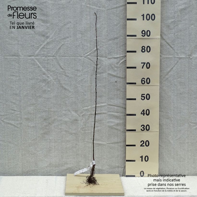Example of Caragana arborescens - Erwtenstruik Naakte wortel as you get in hiver
