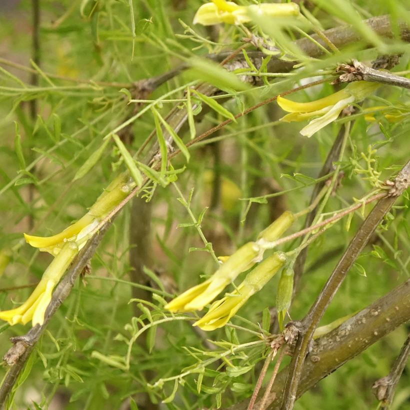 Caragana arborescens Walker - Erwtenstruik (Bloei)