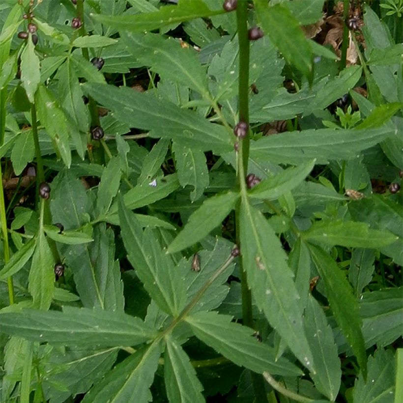 Cardamine bulbifera - Bolletjeskers (Blad)