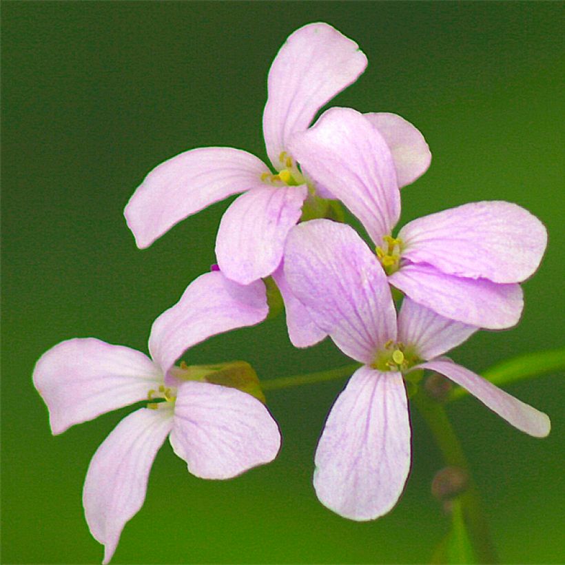 Cardamine bulbifera - Bolletjeskers (Bloei)
