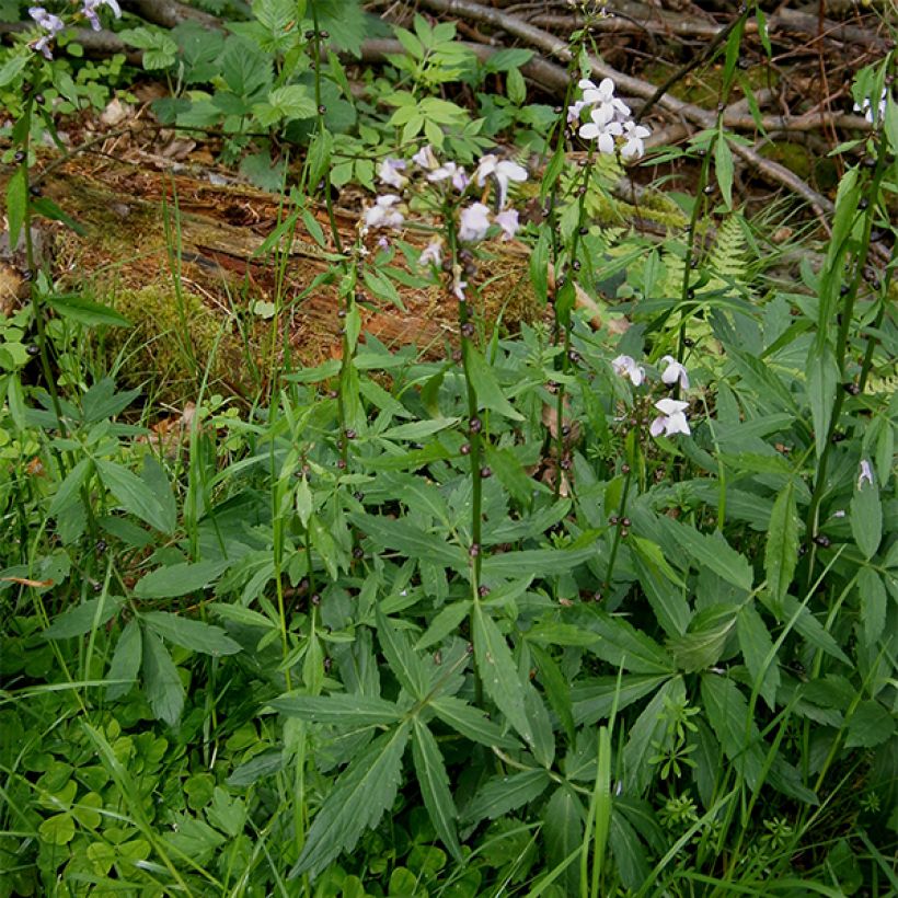 Cardamine bulbifera - Bolletjeskers (Groeiplaats)
