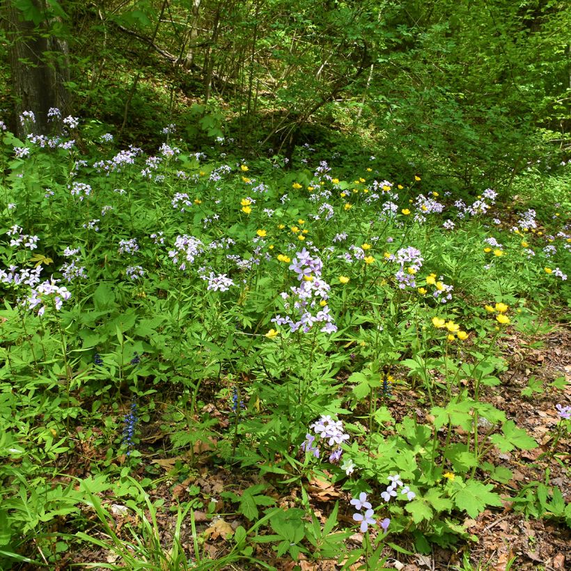 Cardamine bulbifera - Bolletjeskers (Groeiplaats)