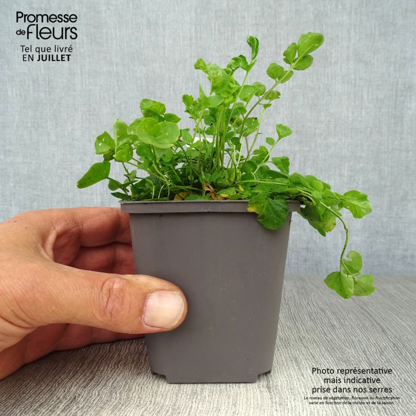 Exemplaar van Cardamine pratensis - Pinksterbloem Kweekpotje van 8/9 cm zoals geleverd in de zomer
