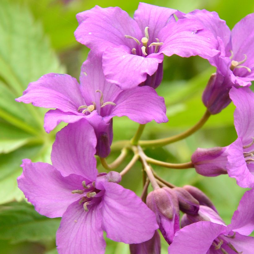 Cardamine pentaphylla - Pinksterbloem (Bloei)