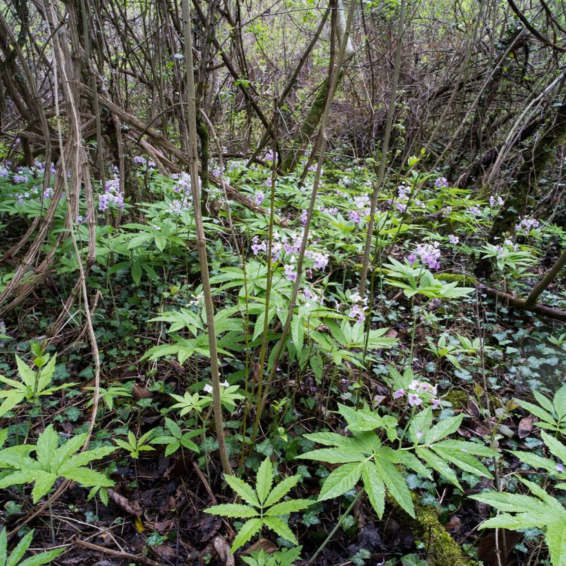 Cardamine pentaphylla - Pinksterbloem (Groeiplaats)