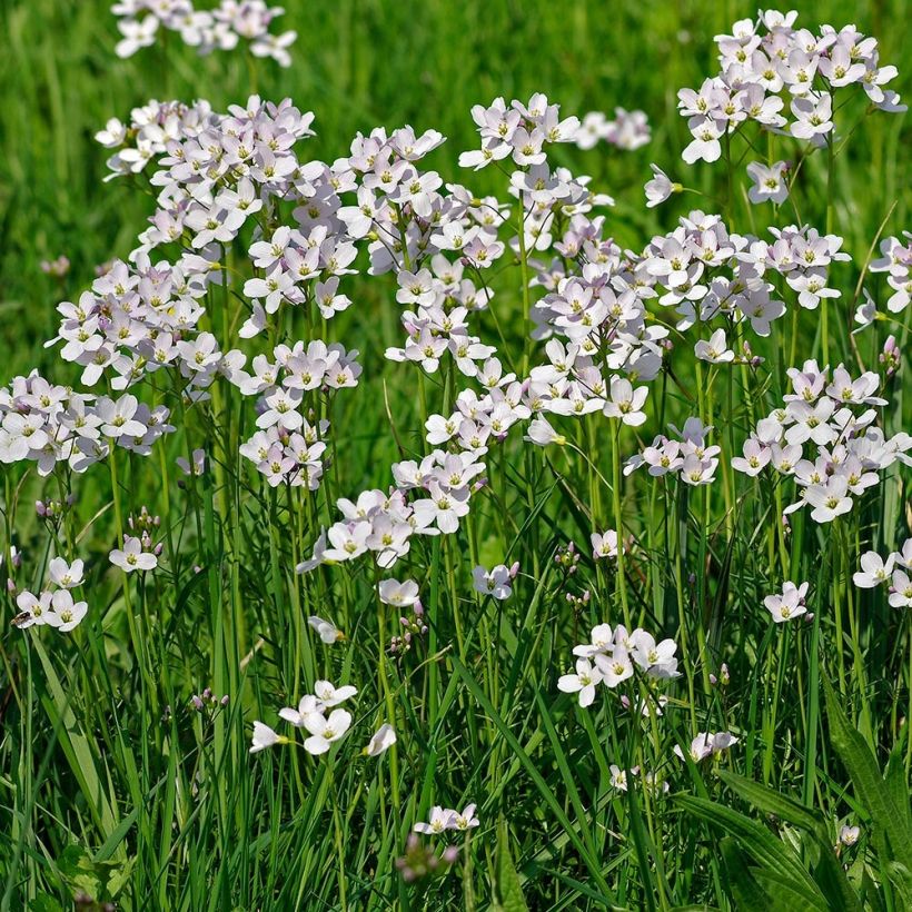 Cardamine pratensis - Pinksterbloem (Plant habit)