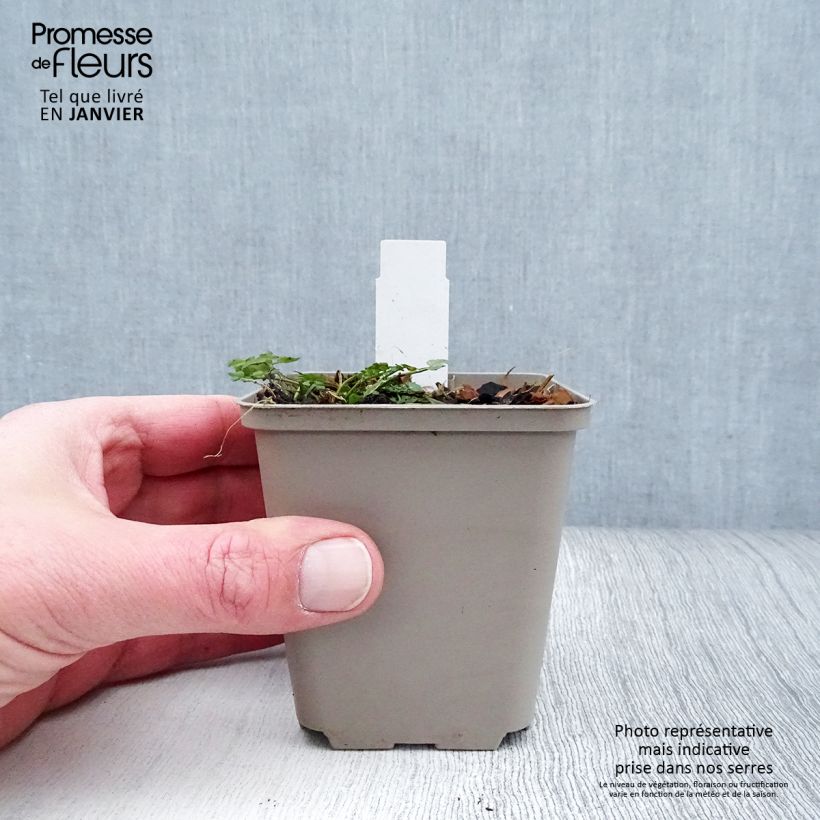 Example of Cardamine pratensis Flore Pleno, Cresson des près Kweekpotje van 8/9 cm as you get in hiver