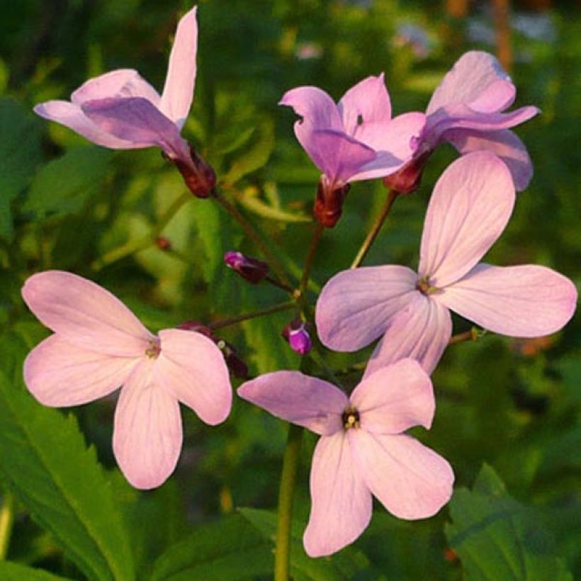 Cardamine quinquefolia - Veldkers (Bloei)