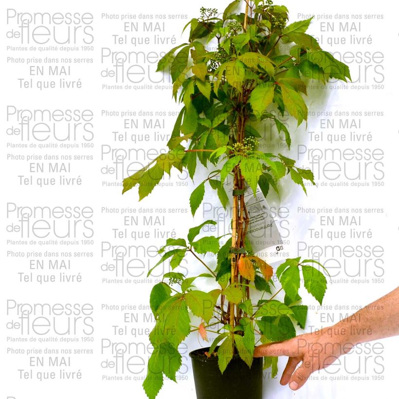 Voorbeeld van een exemplaar van Cardamine quinquefolia - Veldkers Kweekpotje van 8/9 cm zoals geleverd