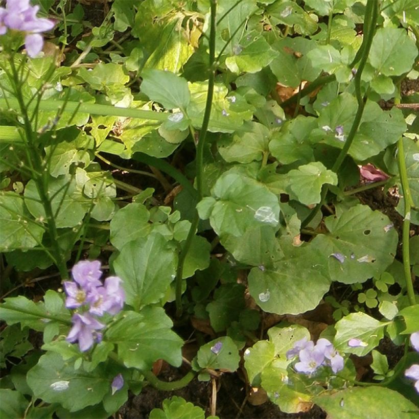 Cardamine raphanifolia - Veldkers (Blad)