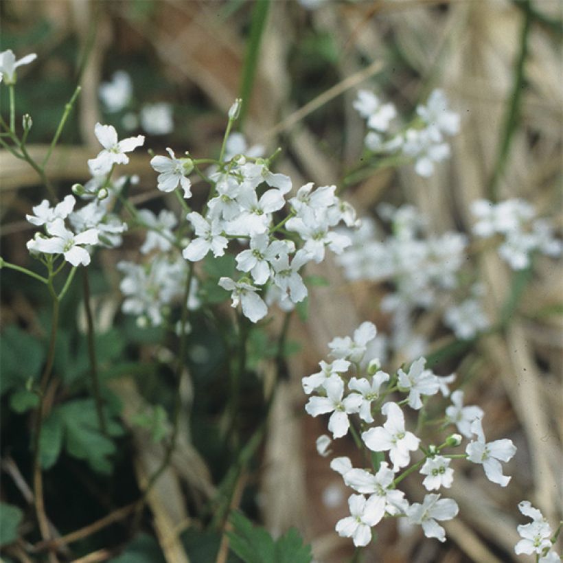 Cardamine trifolia - Veldkers (Flowering)