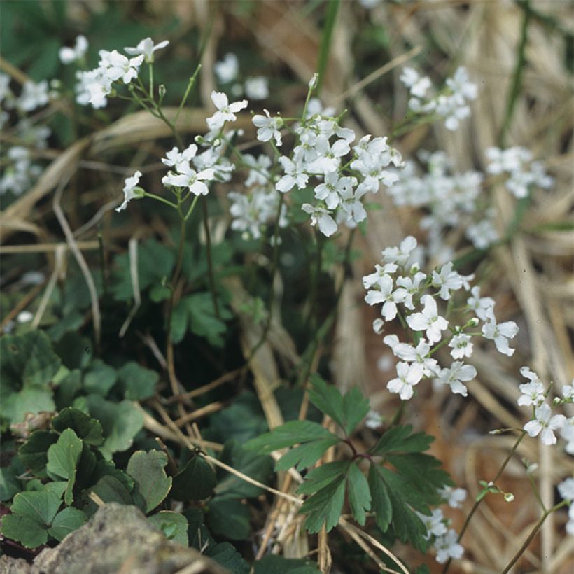 Cardamine trifolia - Veldkers (Plant habit)