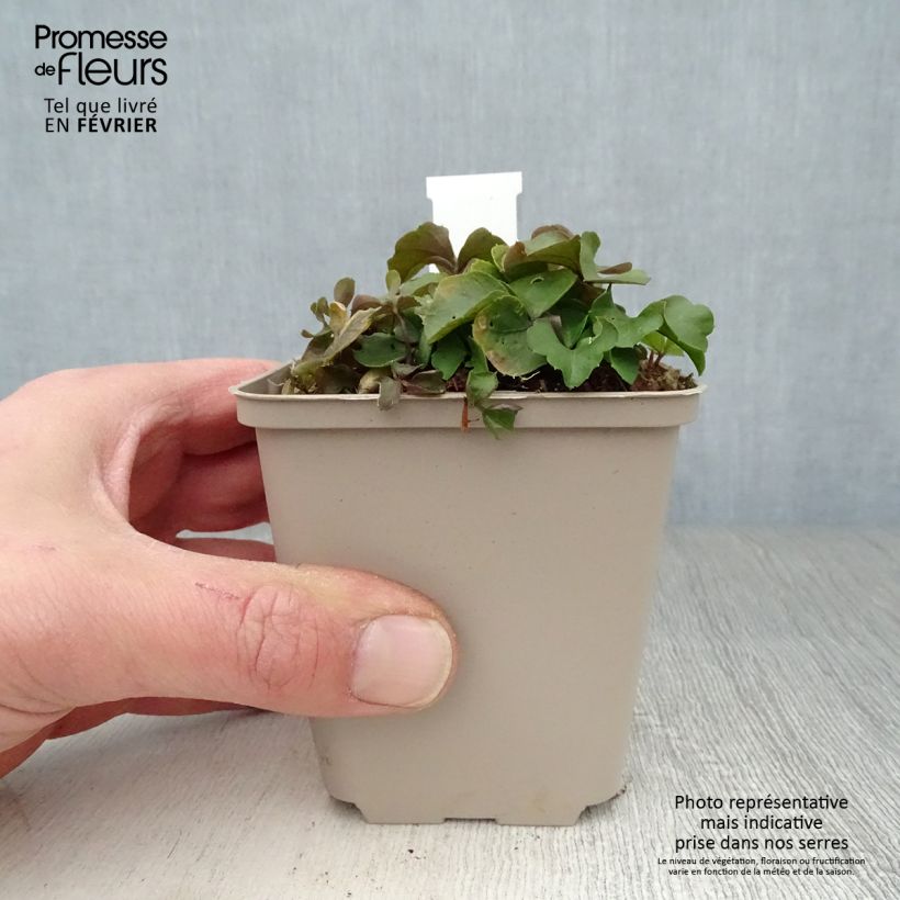 Example of Cardamine trifolia - Cardamine à trois folioles Kweekpotje van 8/9 cm as you get in hiver