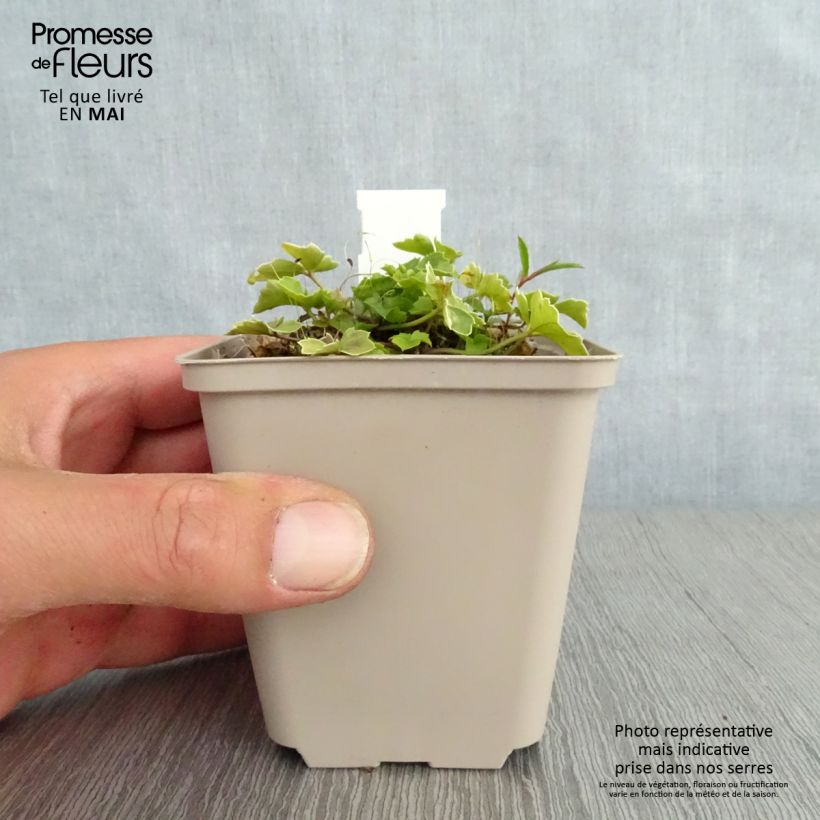 Exemplaar van Cardamine trifolia - Veldkers Kweekpotje van 8/9 cm zoals geleverd in de lente