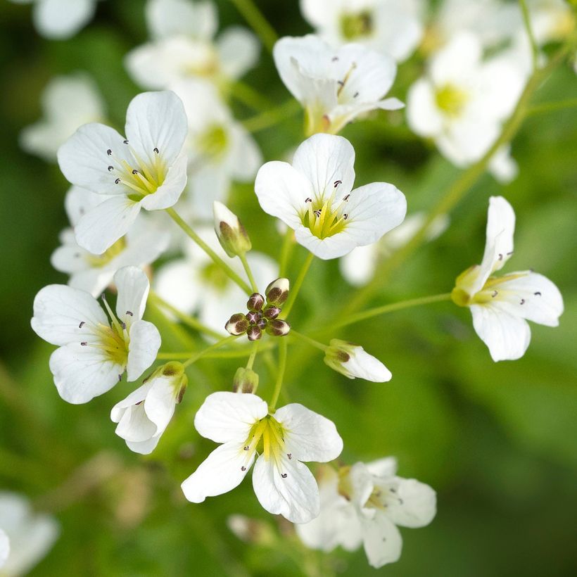 Cardamine yezoensis - Veldkers (Bloei)