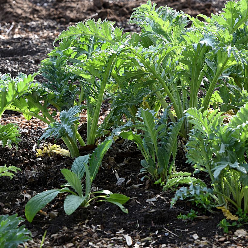 Kardoen Rouge d'Alger (Groeiplaats)