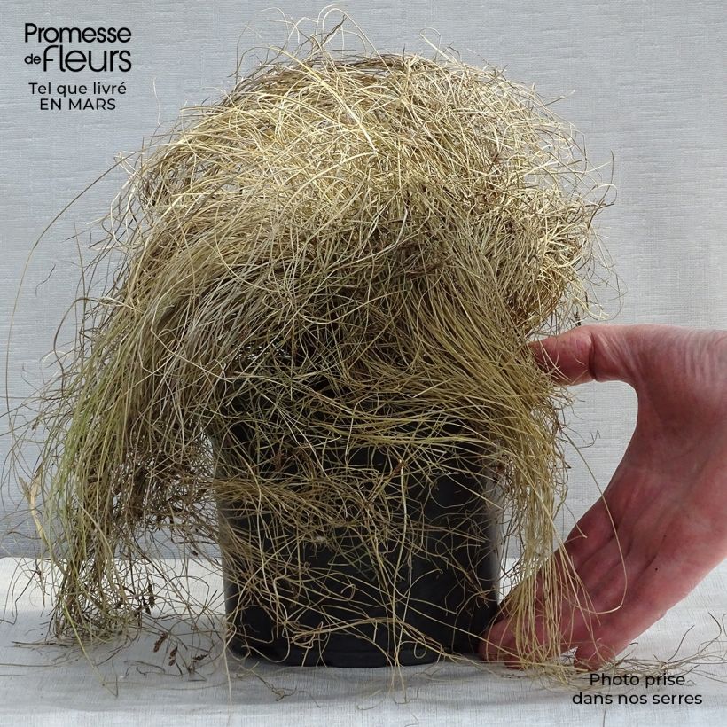 Example of Carex comans Frosted Curls - Zegge Pot van 2 l/3 l as you get in hiver