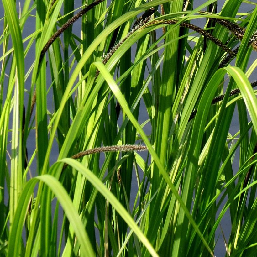 Carex acutiformis - Moeraszegge (Foliage)