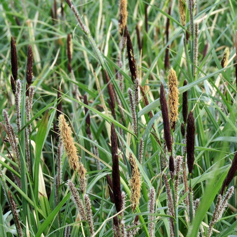 Carex acutiformis - Moeraszegge (Flowering)