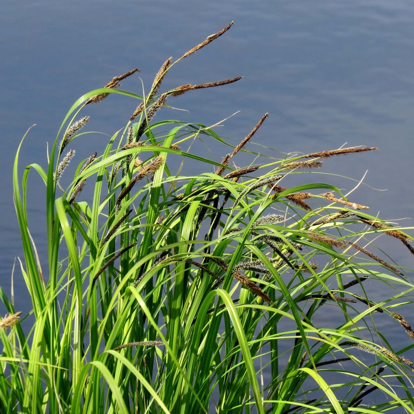 Carex acutiformis - Moeraszegge (Plant habit)