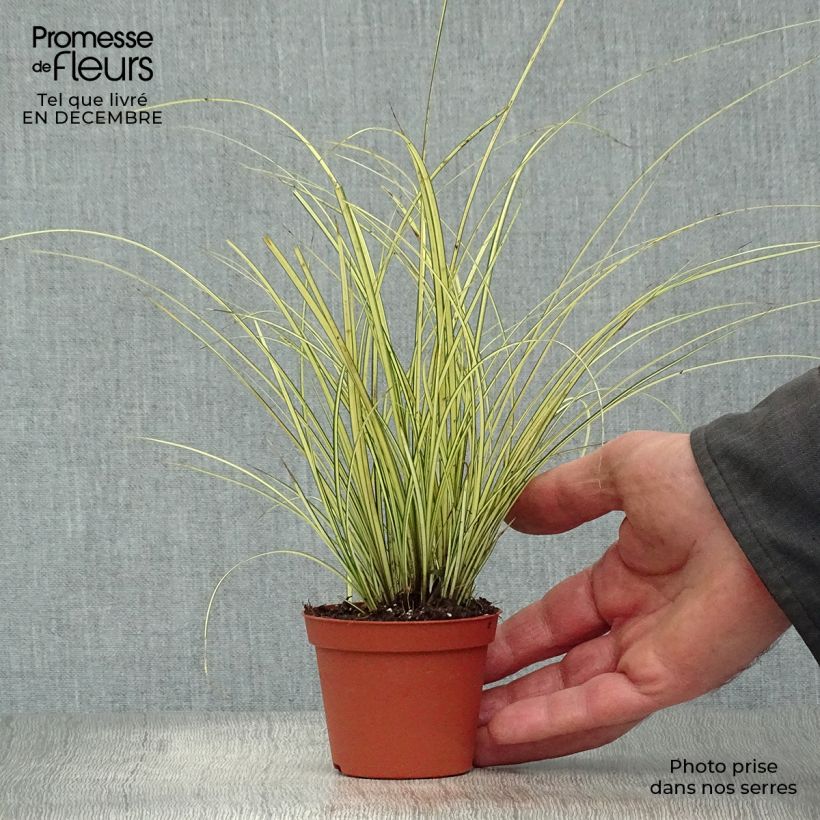 Example of Carex brunnea Jenneke - Laîche Kweekpotje van 8/9 cm as you get in hiver