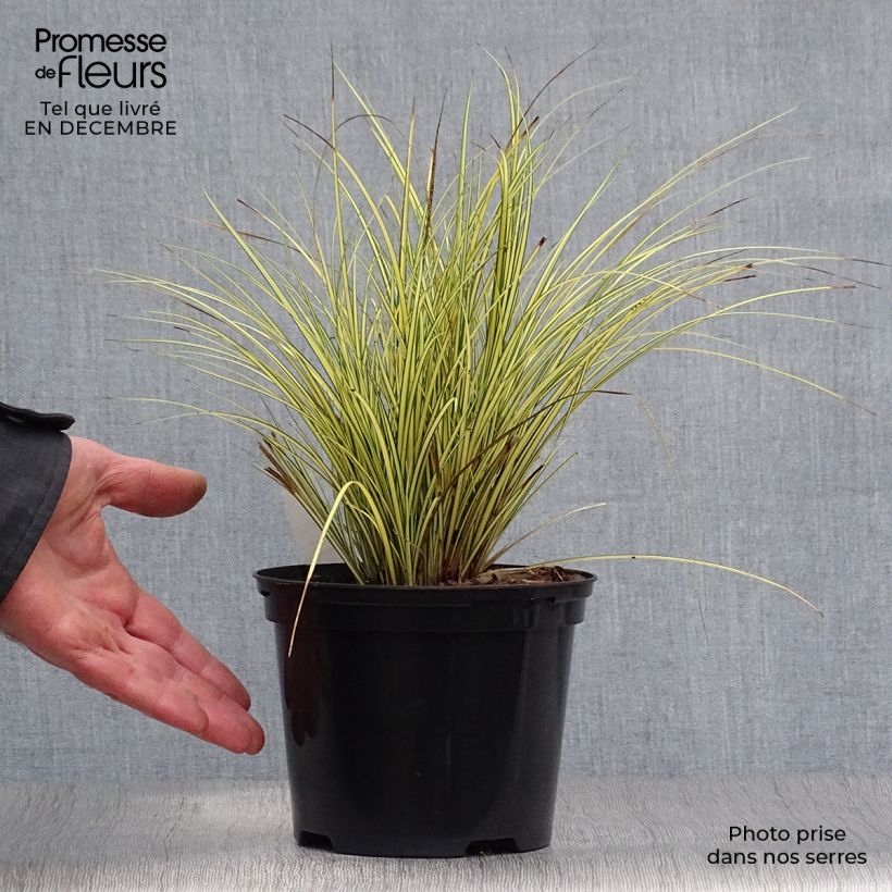 Example of Carex brunnea Jenneke - Laîche Pot van 2 l/3 l as you get in hiver