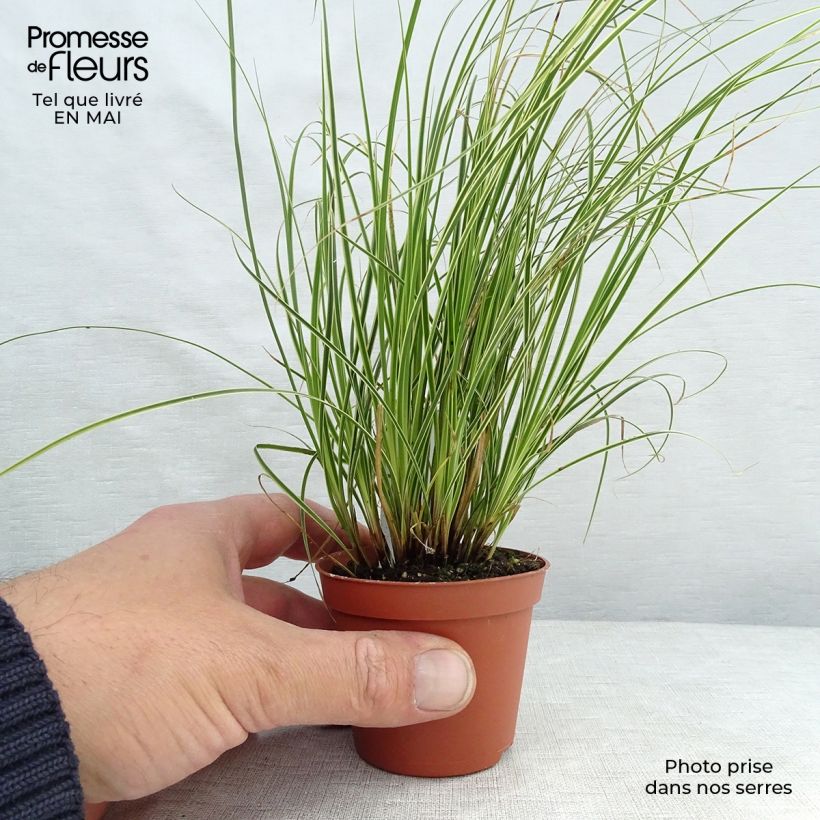 Exemplaar van Carex brunnea Variegata - Bonte zegge Kweekpotje van 8/9 cm zoals geleverd in de lente