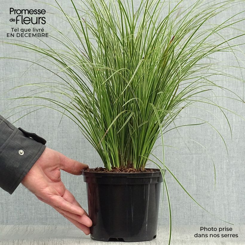 Example of Carex brunnea Variegata - Laîche Pot van 2 l/3 l as you get in hiver