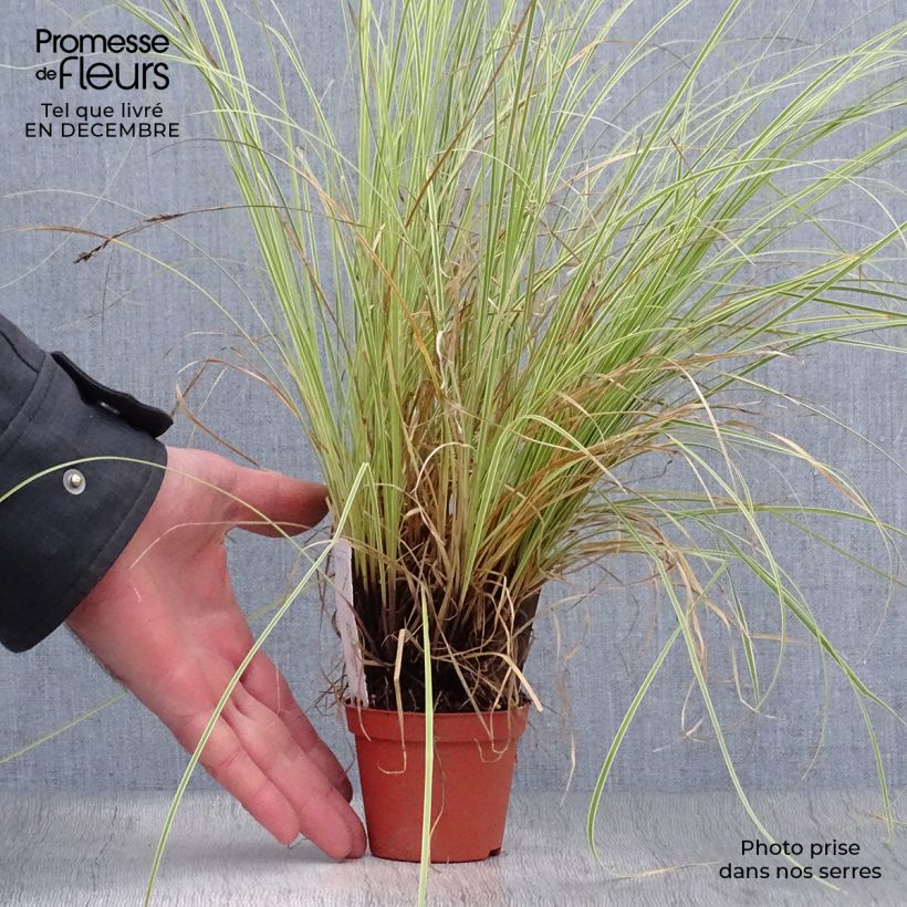 Example of Carex brunnea Variegata - Laîche Kweekpotje van 8/9 cm as you get in hiver