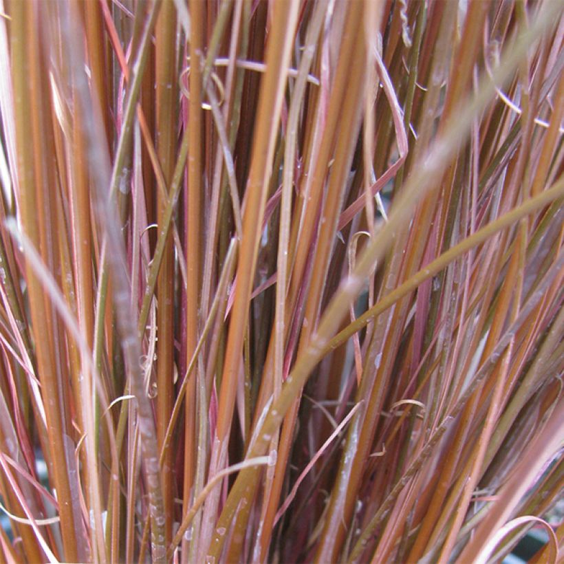 Carex buchananii - Rode zegge (Blad)