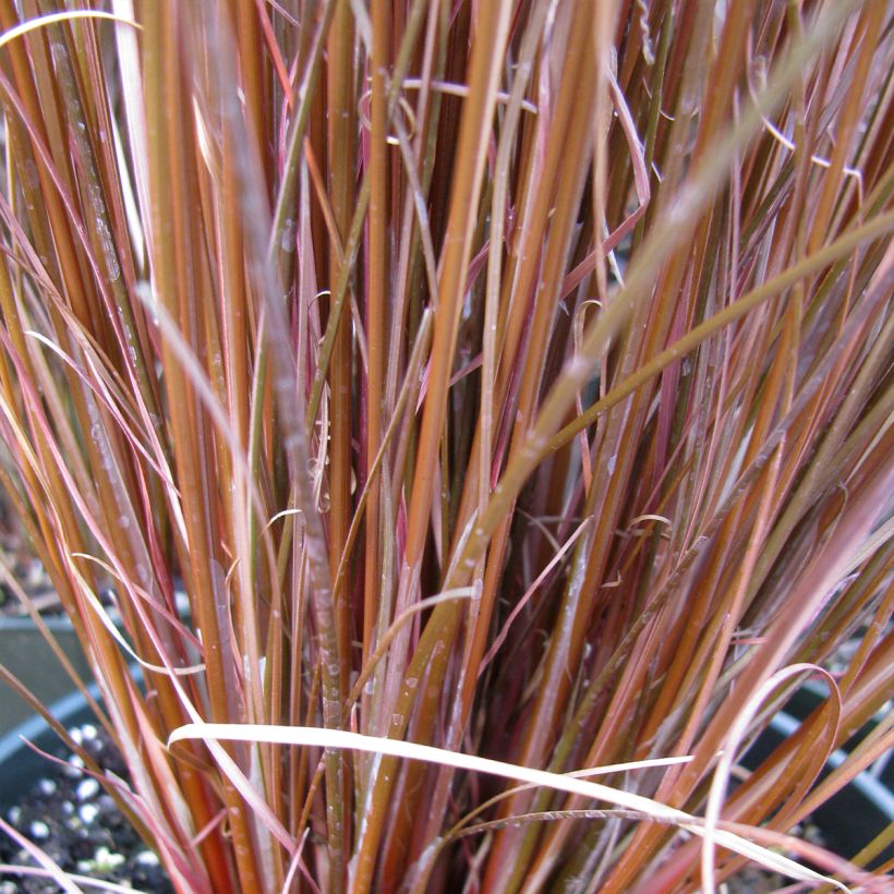 Carex buchananii Red Rooster - Rode zegge (Blad)