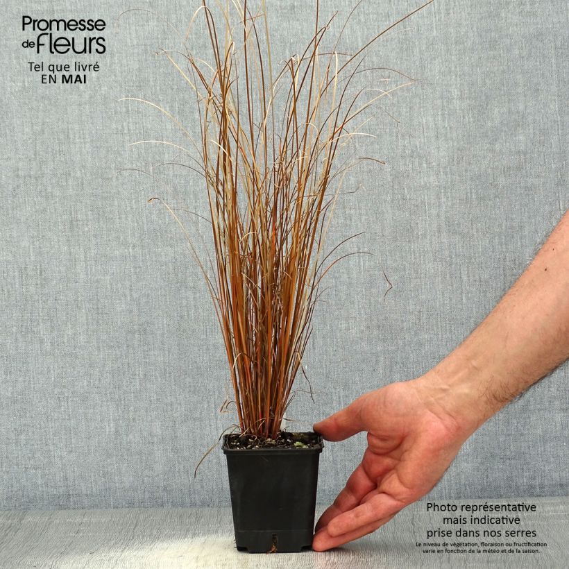 Exemplaar van Carex buchananii Red Rooster - Rode zegge Kweekpotje van 8/9 cm zoals geleverd in de lente