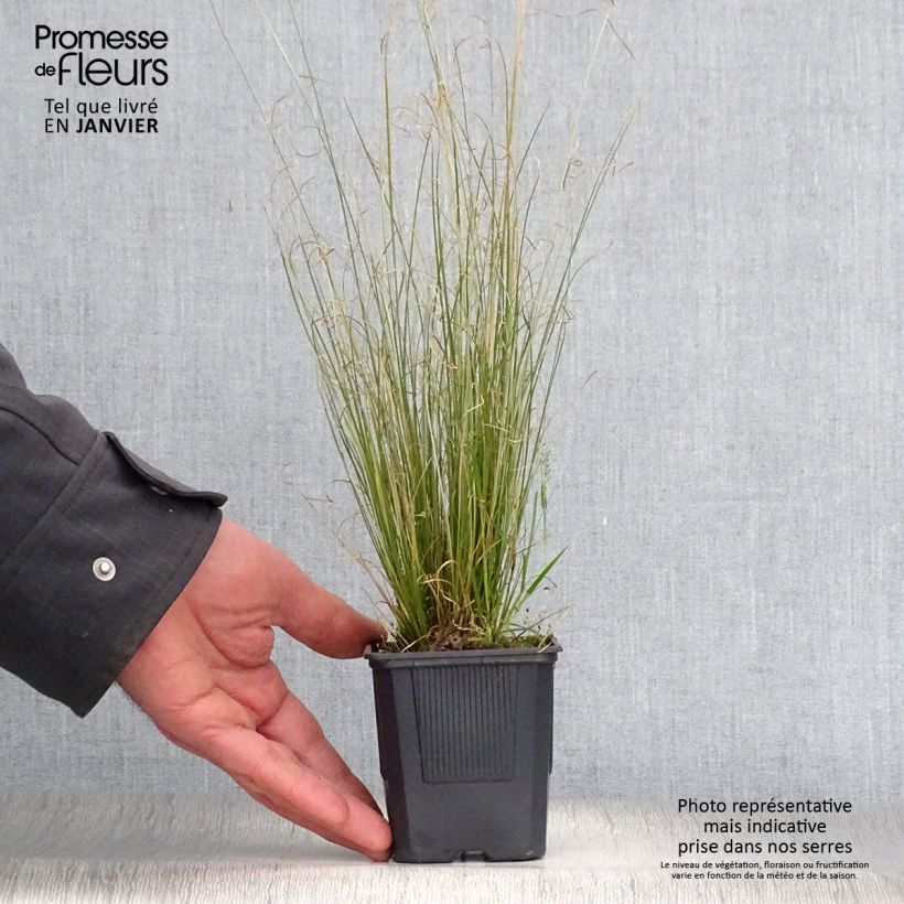 Example of Carex buchananii Viridis - Laîche Kweekpotje van 8/9 cm as you get in hiver