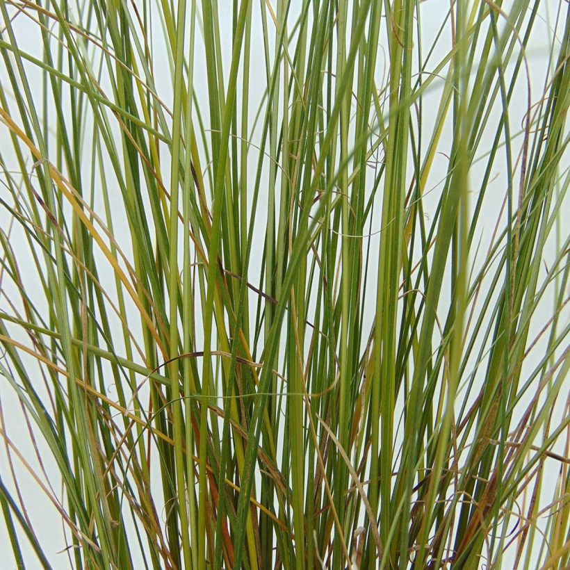 Carex buchananii Viridis - Rode zegge (Foliage)