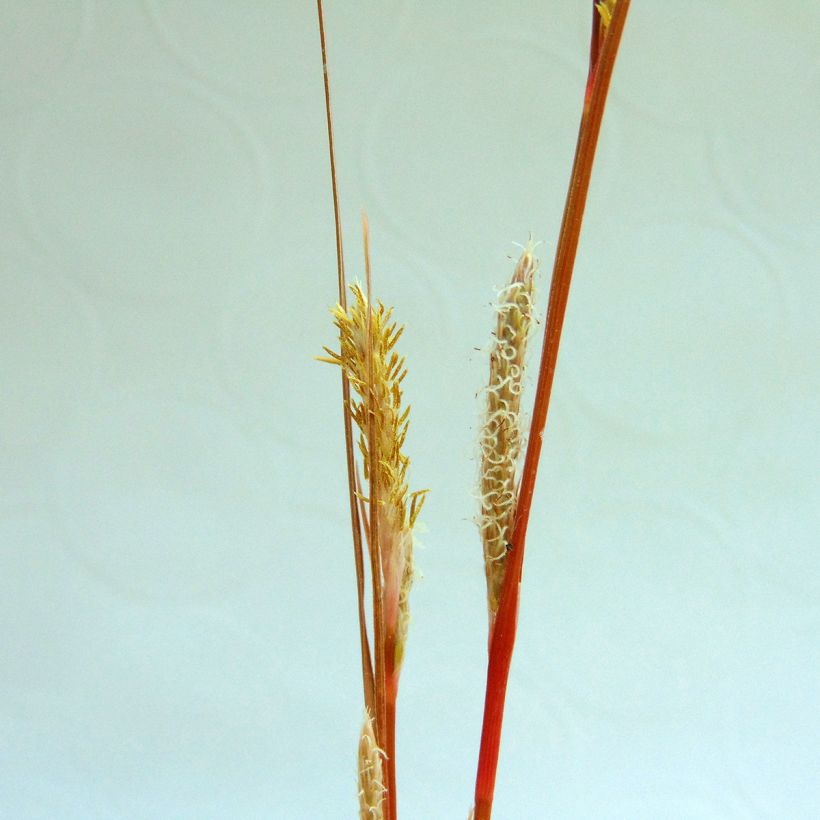 Carex buchananii - Rode zegge (Bloei)