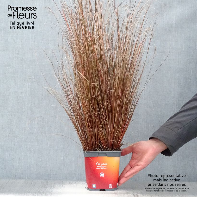 Example of Carex buchananii - Laîche de Buchanan Pot van 2 l/3 l as you get in hiver